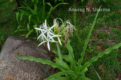 Crinum asiaticum